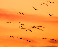 Sunset Cranes at Sunset