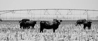 Texas Cattle in Snowstorm