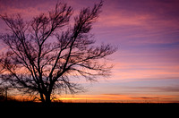 Lone Tree Sunset