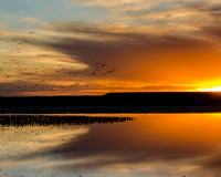 Reflecting Sandhill Crane Sunset